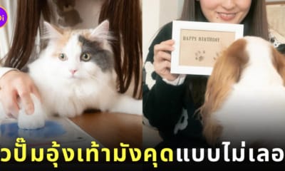 หมึกปั๊มอุ้งเท้าหมาแมว สินค้าญี่ปุ่น