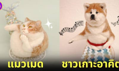 cover 20 ภาพตุ๊กตาใยขนแกะเลียนแบบสัตว์