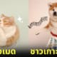 cover 20 ภาพตุ๊กตาใยขนแกะเลียนแบบสัตว์