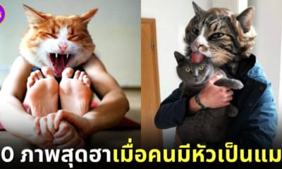 ปก 30 ภาพสุดฮา เมื่อสิลปินตุรเคียตัดต่อหัวแมวกับตัวคนในอิริยาบถต่างๆ