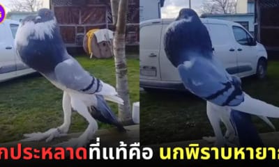 ปก นกอกผายไหล่ผึ่ง นกพิราบ