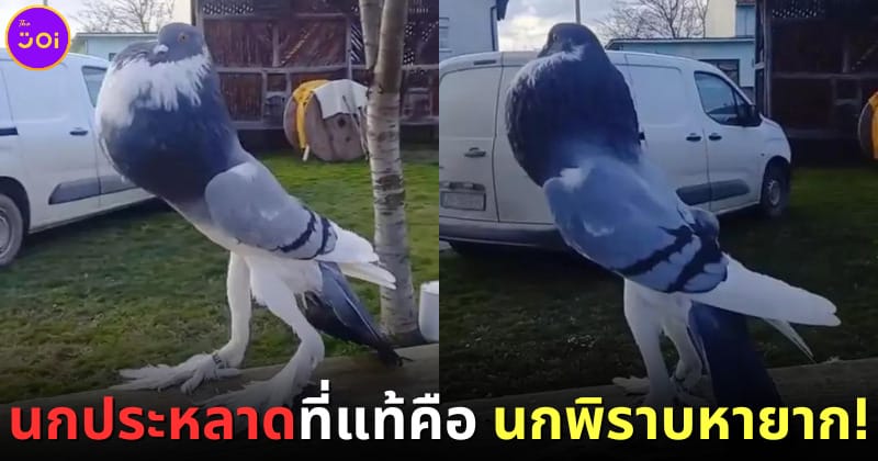 ปก นกอกผายไหล่ผึ่ง นกพิราบ