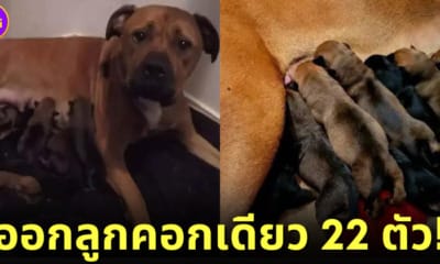 ปก หมอออกลูกคอกเดียว 22 ตัว