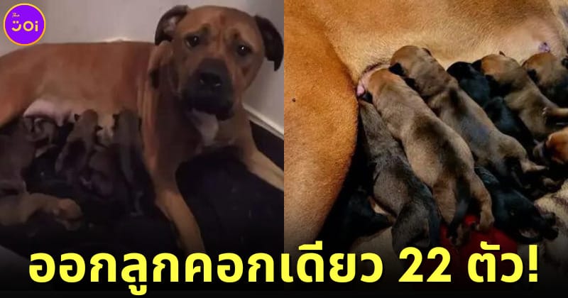 ปก หมอออกลูกคอกเดียว 22 ตัว