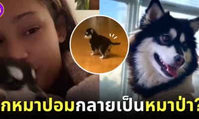 ปก อแมนด้า แฮมิลตัน ซื้อลูกหมาปอมกลายเป็นหมาป่า