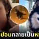 ปก อแมนด้า แฮมิลตัน ซื้อลูกหมาปอมกลายเป็นหมาป่า