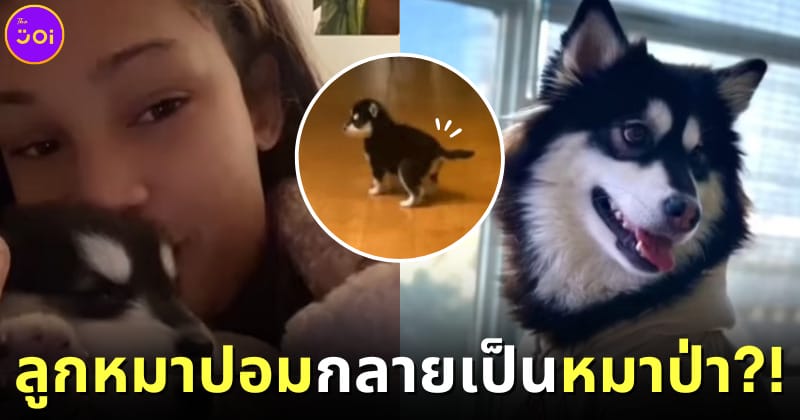 ปก อแมนด้า แฮมิลตัน ซื้อลูกหมาปอมกลายเป็นหมาป่า