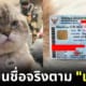 ปก เค ดิษพงศ์ เปลี่ยนชื่อจริงตามแมวเฉโป