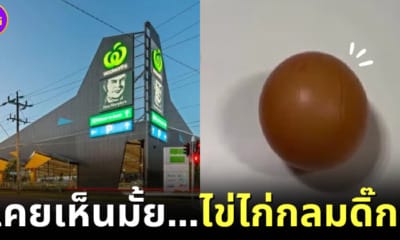 ปก ไข่ไก่กลมดิ๊ก ออสเตรเลีย