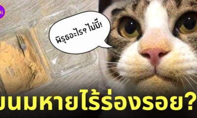 แมวขโมยกินขนมวาราบิโมจิ