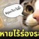 แมวขโมยกินขนมวาราบิโมจิ
