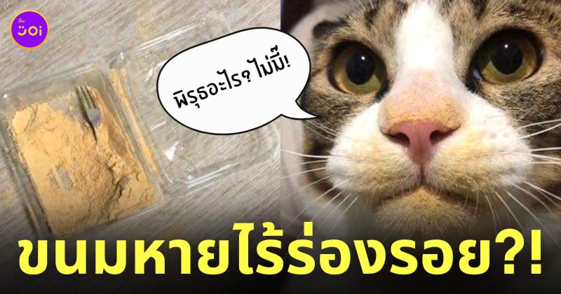 แมวขโมยกินขนมวาราบิโมจิ