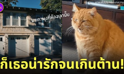 งัดบ้านไปเล่นกับแมว