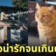 งัดบ้านไปเล่นกับแมว