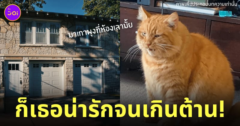 งัดบ้านไปเล่นกับแมว
