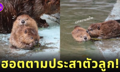 บีเวอร์ สวนสัตว์ฮามูระ Hamura Zoo