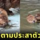 บีเวอร์ สวนสัตว์ฮามูระ Hamura Zoo