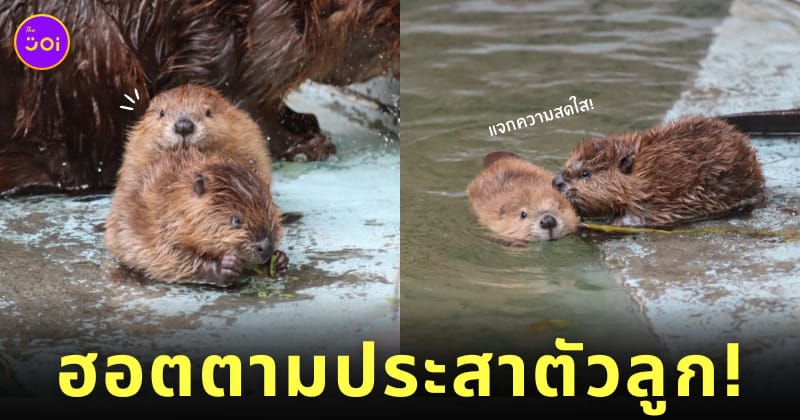 บีเวอร์ สวนสัตว์ฮามูระ Hamura Zoo