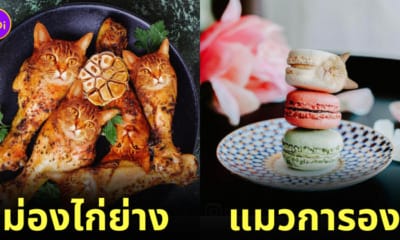 ภาพตัดต่อแมวผสมเข้ากับอาหารและขนม