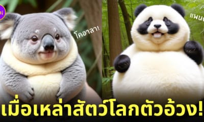 ภาพสัตว์โลก ตัวอ้วน ตัวกลม AI