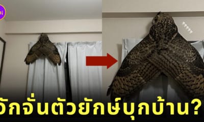 จักจั่นยักษ์ นกฮูก