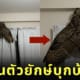จักจั่นยักษ์ นกฮูก
