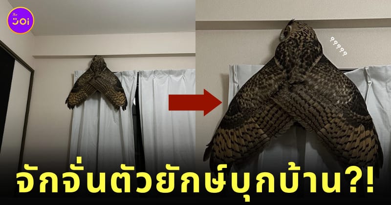 จักจั่นยักษ์ นกฮูก