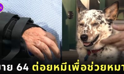 ยายวัย 64 ต่อยหมี เพื่อช่วยชีวิตหมา