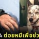 ยายวัย 64 ต่อยหมี เพื่อช่วยชีวิตหมา