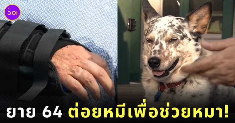 ยายวัย 64 ต่อยหมี เพื่อช่วยชีวิตหมา