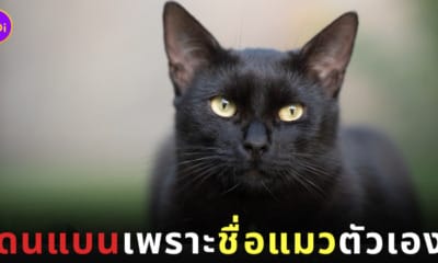 ทาสเหมียวโดนแบนจากกลุ่มคนรักแมว ด้วยเหตุผลที่ว่าแมวของเธอมีชื่อน่ารังเกียจ