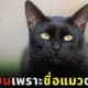 ทาสเหมียวโดนแบนจากกลุ่มคนรักแมว ด้วยเหตุผลที่ว่าแมวของเธอมีชื่อน่ารังเกียจ