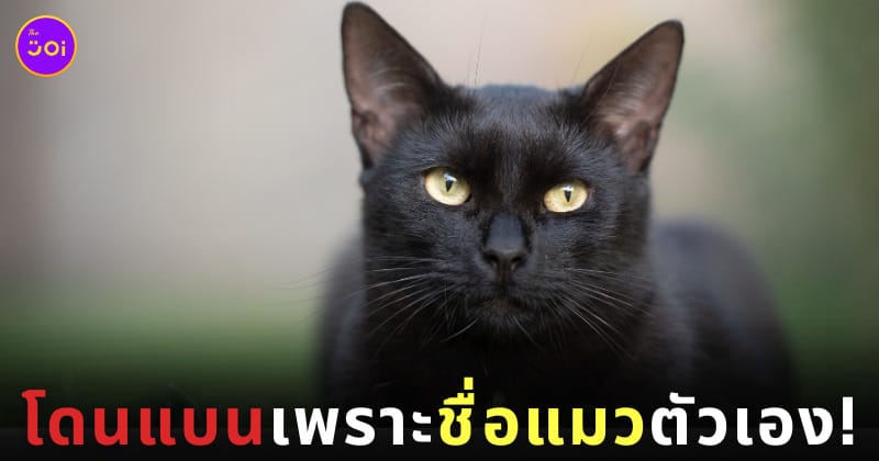 ทาสเหมียวโดนแบนจากกลุ่มคนรักแมว ด้วยเหตุผลที่ว่าแมวของเธอมีชื่อน่ารังเกียจ