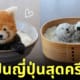 ข้าวปั้นญี่ปุ่นสุดอาร์ต