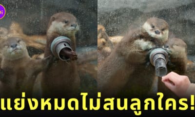 ภาพนากน้อยในญี่ปุ่นแย่งกันยื่นมือมาทักทายขอขนมนักท่องเที่ยว