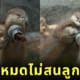 ภาพนากน้อยในญี่ปุ่นแย่งกันยื่นมือมาทักทายขอขนมนักท่องเที่ยว