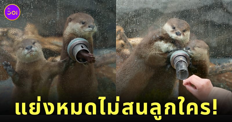 ภาพนากน้อยในญี่ปุ่นแย่งกันยื่นมือมาทักทายขอขนมนักท่องเที่ยว