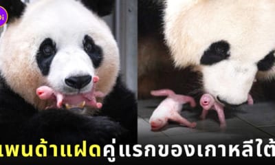ลูกแพนด้ายักษ์ ฝาแฝด เกาหลีใต้