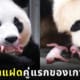 ลูกแพนด้ายักษ์ ฝาแฝด เกาหลีใต้