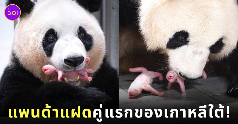 ลูกแพนด้ายักษ์ ฝาแฝด เกาหลีใต้