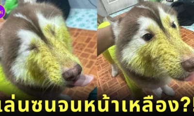 หมาไซหน้าเหลือง ข้าวหมกไก่