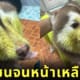 หมาไซหน้าเหลือง ข้าวหมกไก่