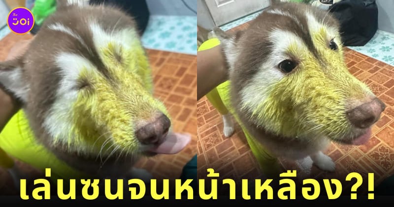 หมาไซหน้าเหลือง ข้าวหมกไก่