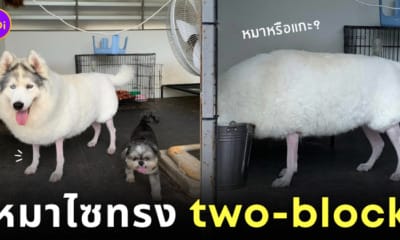 หมาไซจัดทรง two-block หมาไซเหมือนแกะ