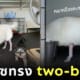หมาไซจัดทรง two-block หมาไซเหมือนแกะ