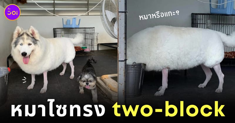 หมาไซจัดทรง two-block หมาไซเหมือนแกะ