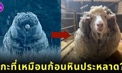 แกะ ก้อนหินประหลาด