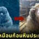 แกะ ก้อนหินประหลาด