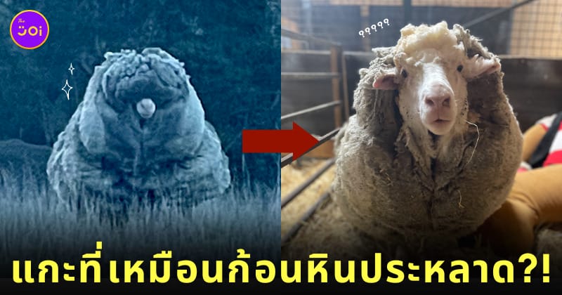 แกะ ก้อนหินประหลาด