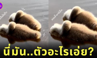 คลิปลูกหงส์ลอยน้ำ ก้อนขนปุย